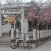 鏡神社の河津桜が意外と