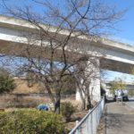 上滝ジャンクション広場の河津桜はもう少しで