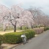 吉岡町のしだれ桜