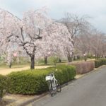 吉岡町のしだれ桜