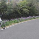 サイクリングロード沿いにオオアラセイトウの花