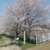 桃ノ木川沿いの桜を見ながら