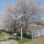 桃ノ木川沿いの桜を見ながら