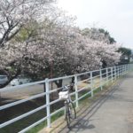 浜川運動公園弓道場の桜