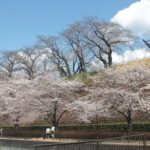 前橋公園の桜は