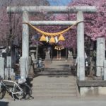 河津桜が咲く鏡神社