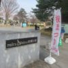 前橋市内の桜は