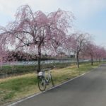 元井出しだれ桜並木