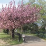 サイクリングロード沿いの八重桜が満開
