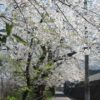 石倉町の桜並木も・・・