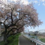 桃ノ木川サイクリングロード沿いの八重桜